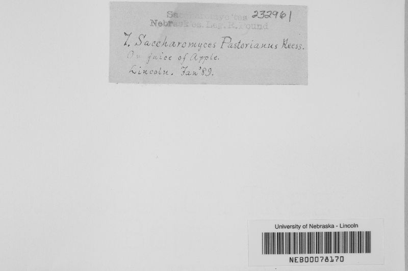 Saccharomyces pastorianus image
