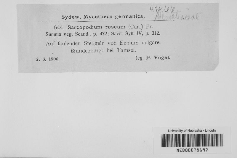 Sarcopodium roseum image