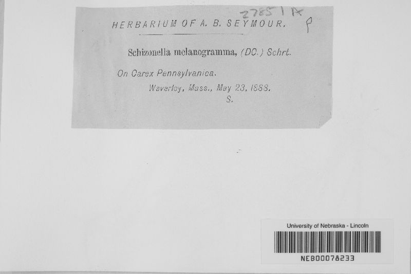 Schizonella melanogramma image