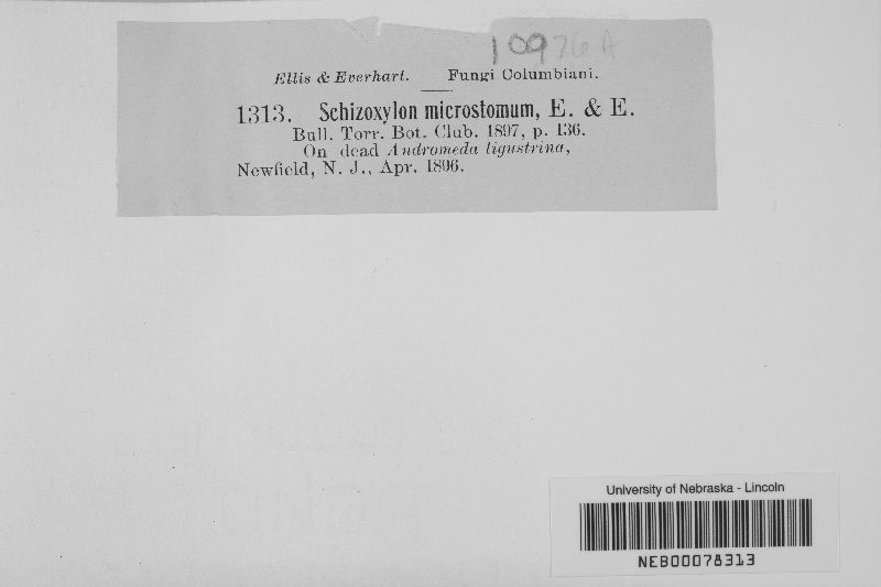 Schizoxylon microstomum image