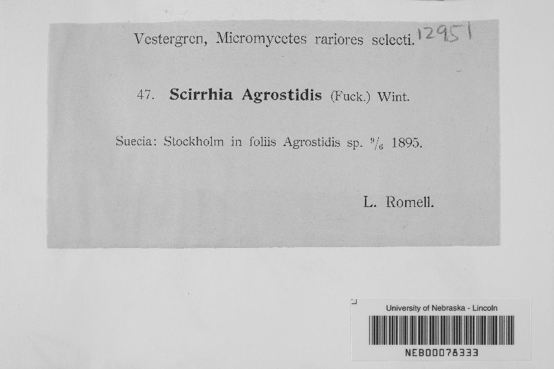 Scirrhia agrostidis image