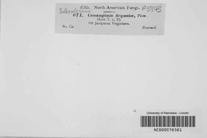 Scleroderris sequoiae image