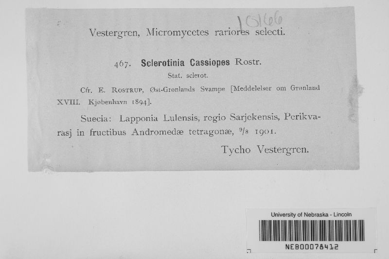 Sclerotinia cassiopes image