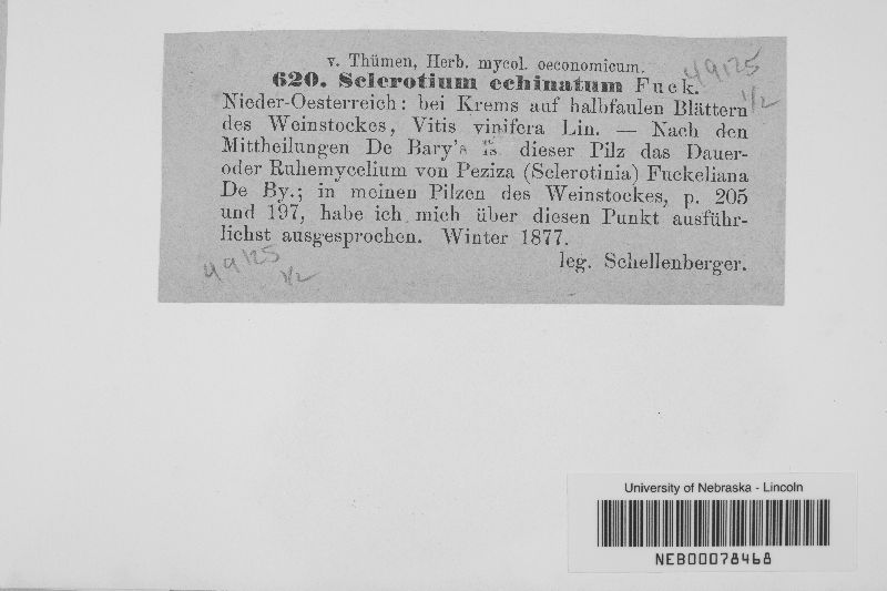 Sclerotium echinatum image