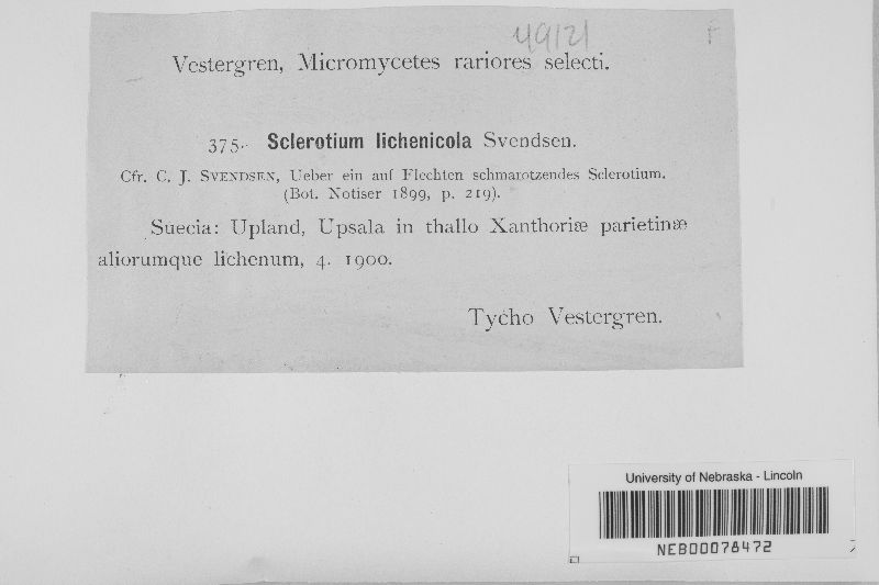 Sclerotium lichenicola image