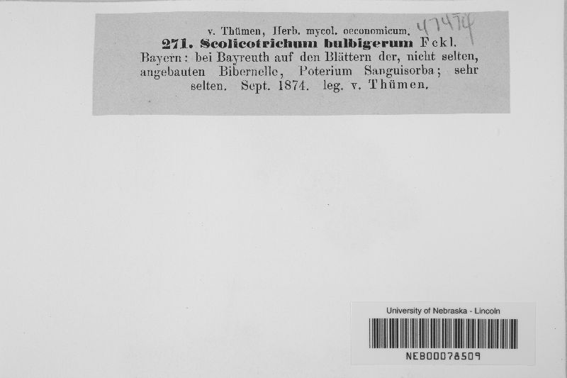 Scolicotrichum bulbigerum image