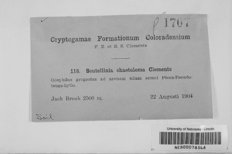 Scutellinia chaetoloma image