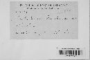 Sepedonium flavidum image