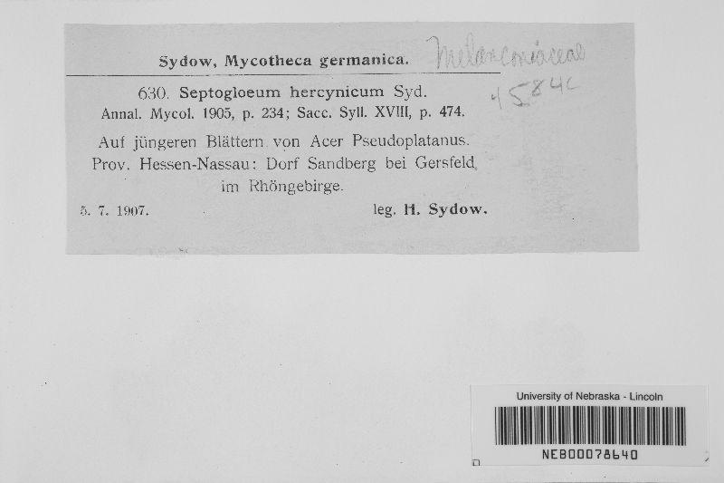 Septogloeum hercynicum image