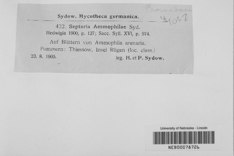 Septoria ammophilae image