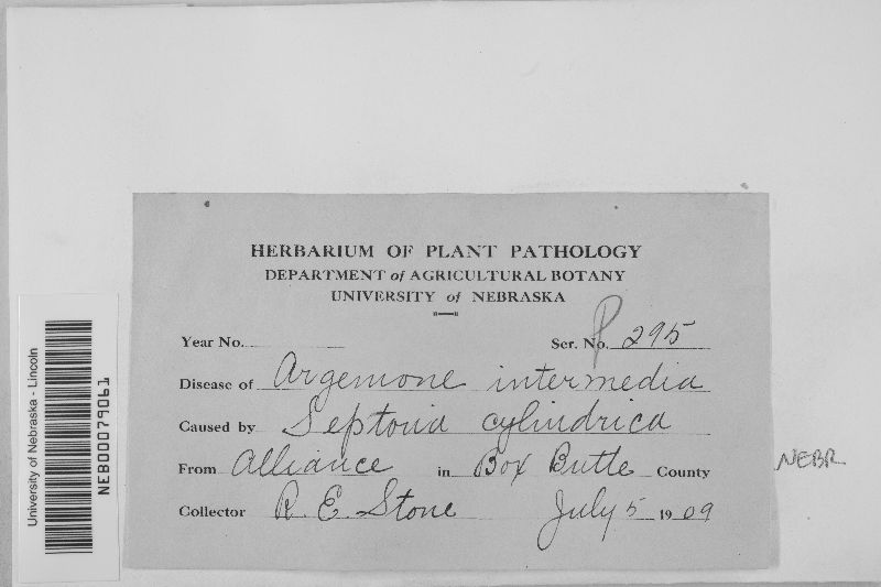 Septoria cylindrica image