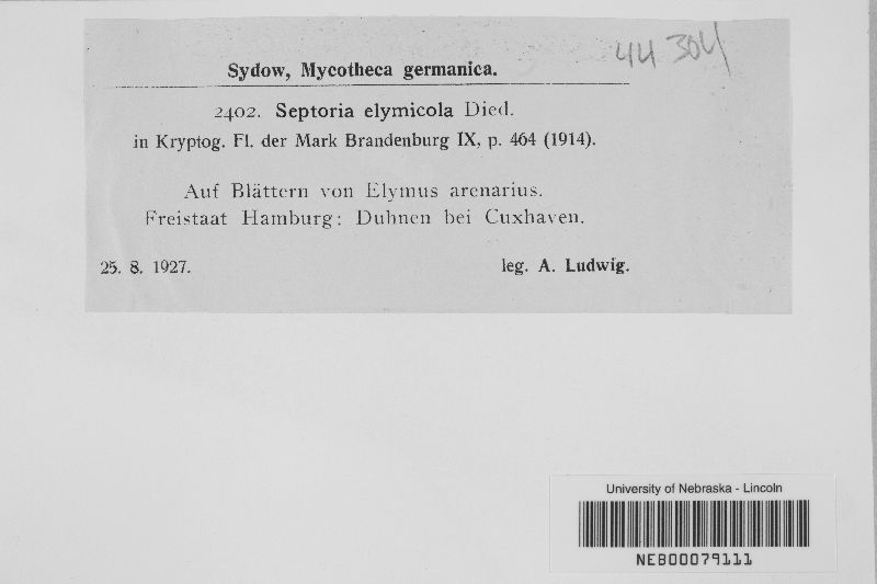 Septoria elymicola image