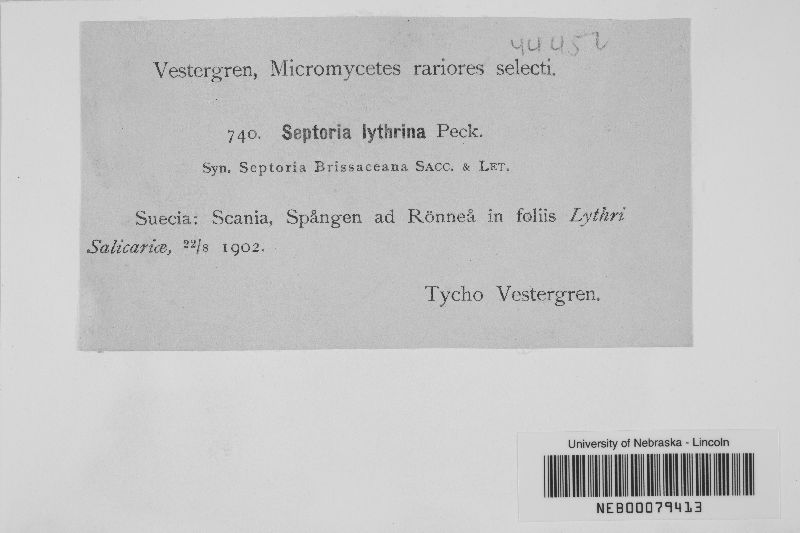 Septoria lythrina image