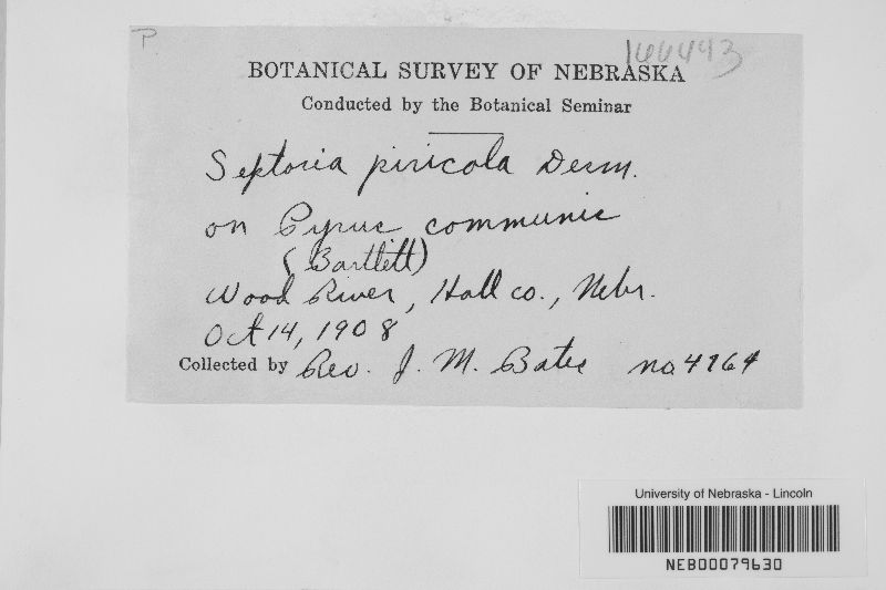 Septoria piricola image