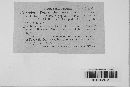 Mycosphaerella podagrariae image