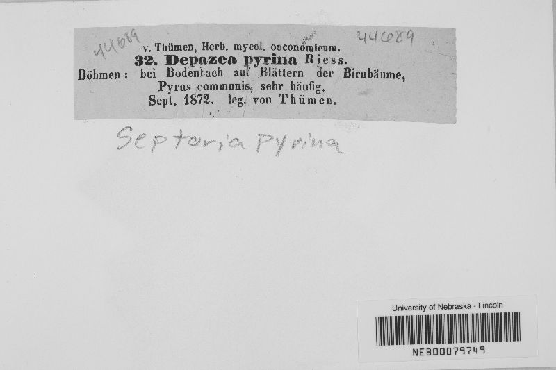 Septoria pyrina image