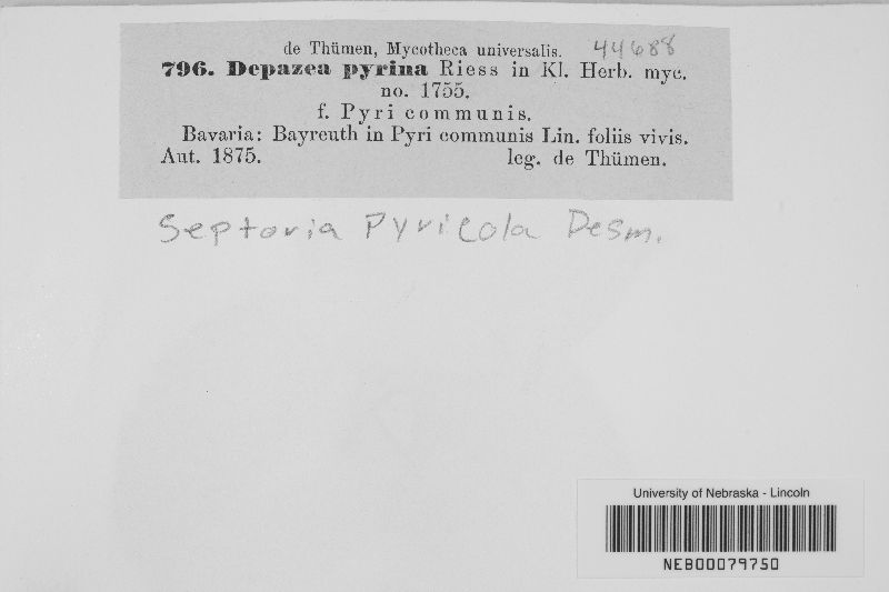 Septoria pyrina image