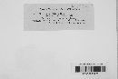 Mycosphaerella ribis image
