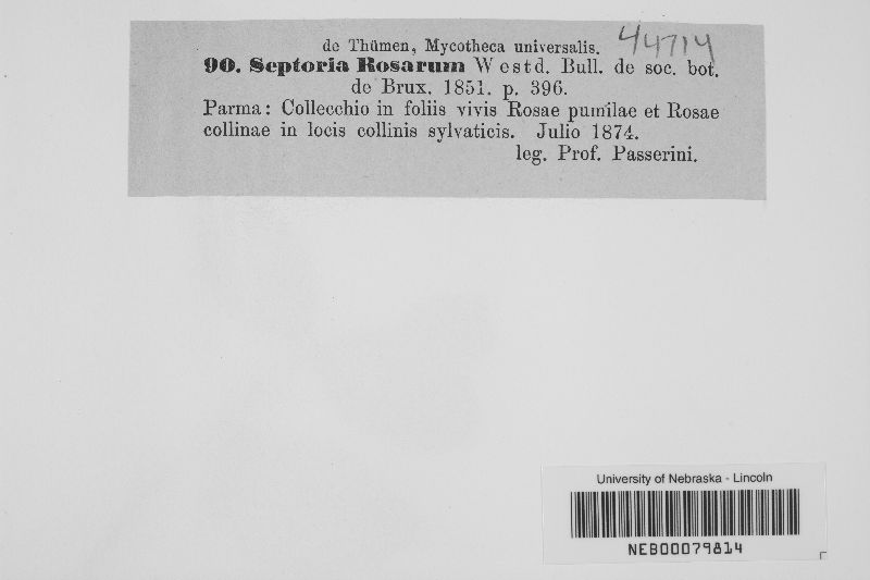 Septoria rosarum image