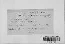 Mycosphaerella rubi image