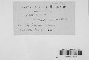 Mycosphaerella rubi image