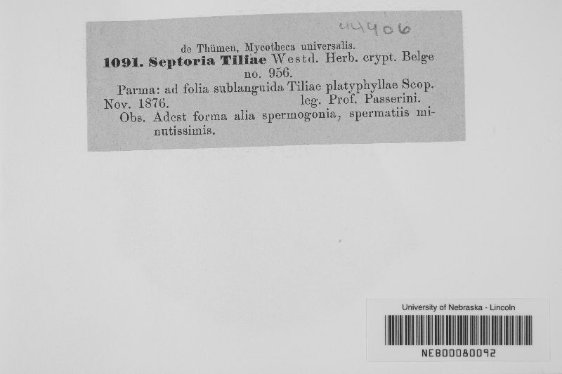 Septoria tiliae image