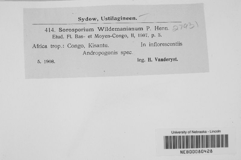 Sorosporium wildemanianum image