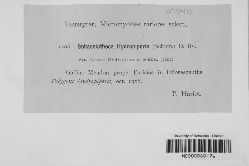 Sphacelotheca hydropiperis image