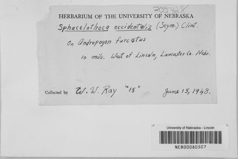 Sphacelotheca occidentalis image