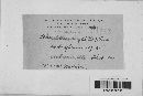 Sporisorium sorghi image