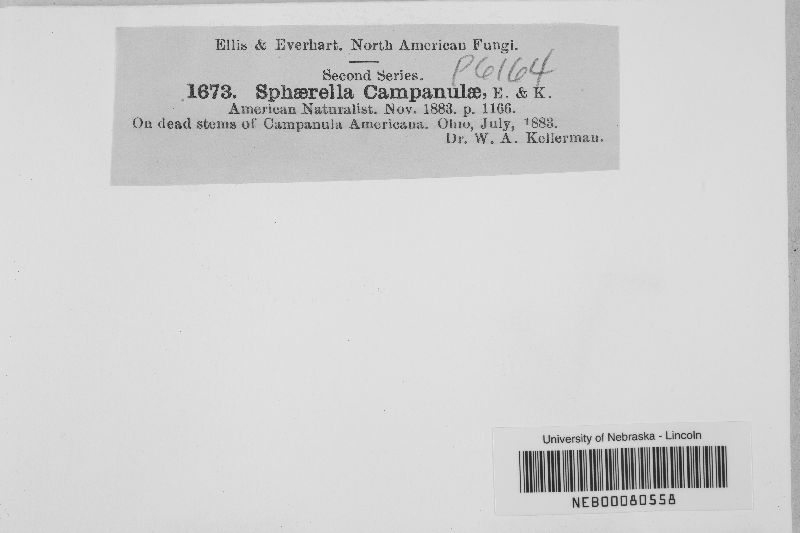 Sphaerella campanulae image