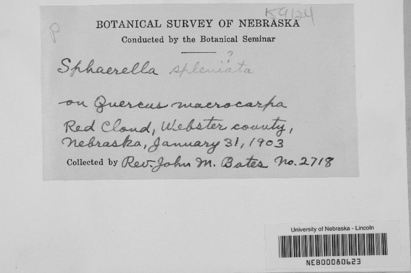 Sphaerella spleniata image