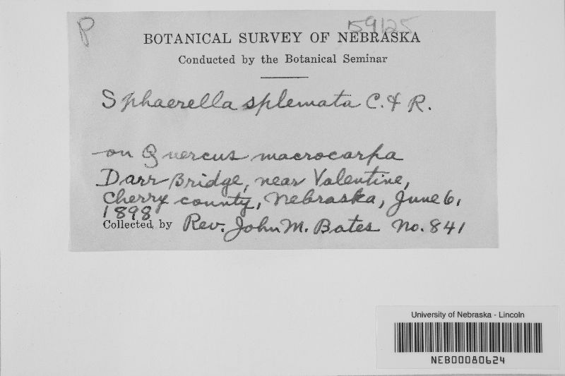 Sphaerella spleniata image