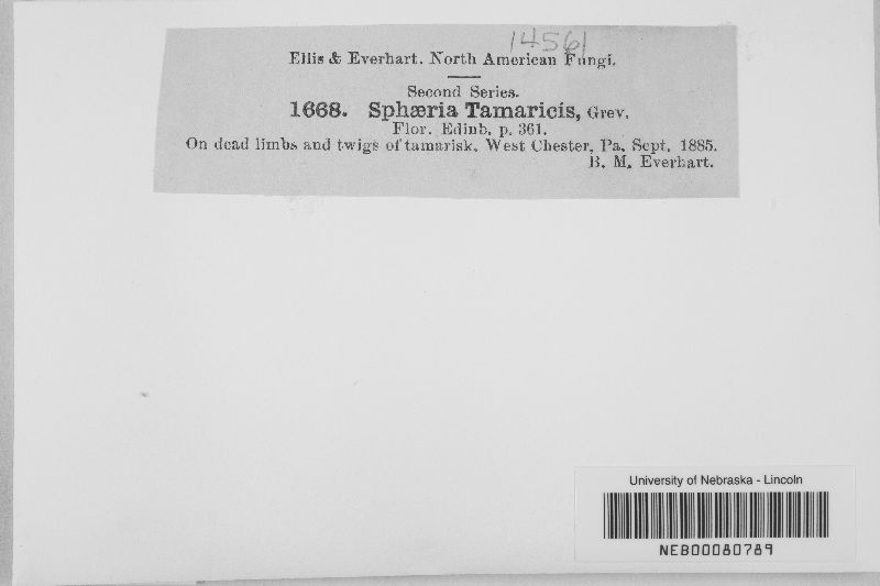 Leptosphaeria tamaricis image