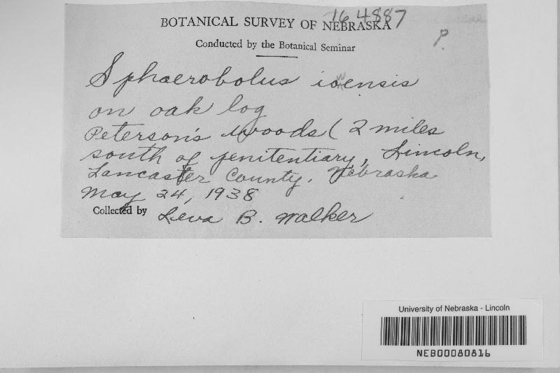 Nidulariopsis iowensis image