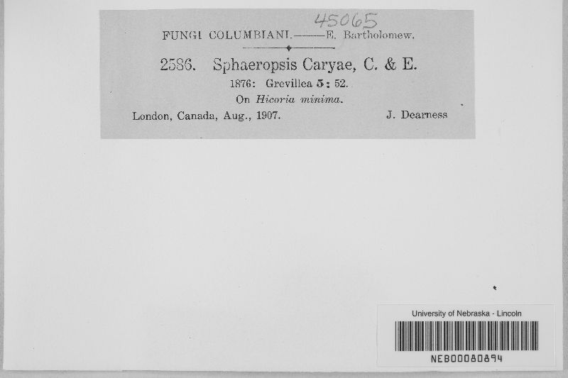 Sphaeropsis caryae image