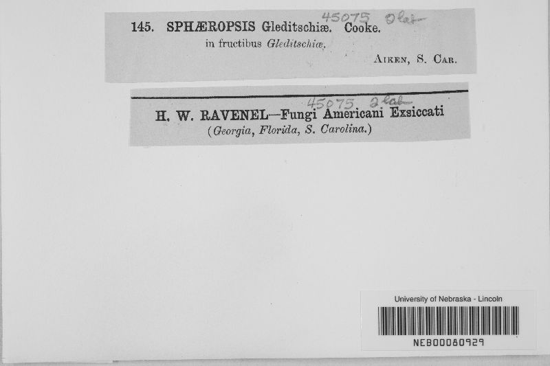 Sphaeropsis gleditschiae image