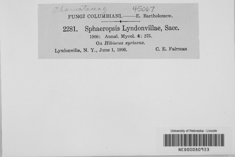 Sphaeropsis lyndonvillae image