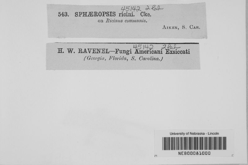 Sphaeropsis ricini image