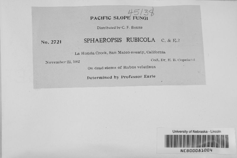 Sphaeropsis rubicola image