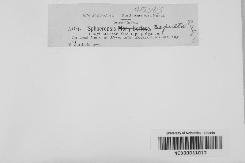 Sphaeropsis sepulta image