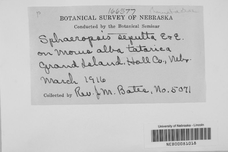Sphaeropsis sepulta image