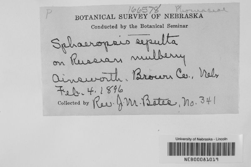 Sphaeropsis sepulta image