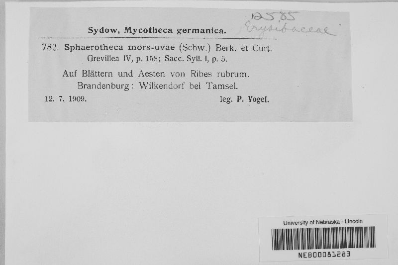 Podosphaera mors-uvae image