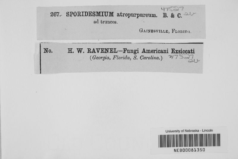 Sporidesmium atropurpureum image