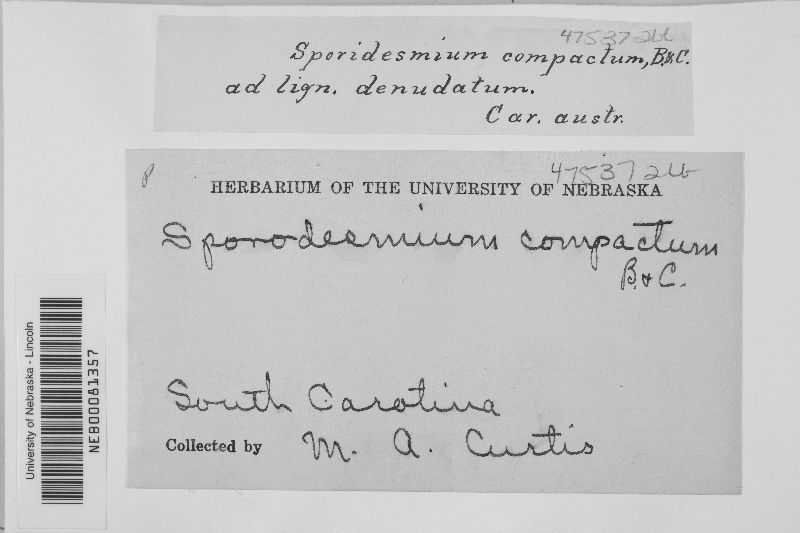 Sporidesmium compactum image