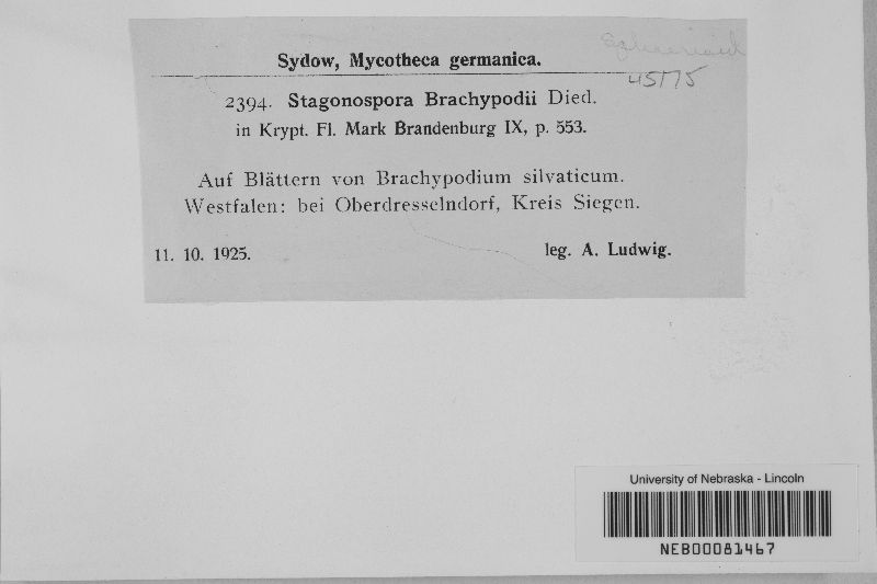 Stagonospora brachypodii image