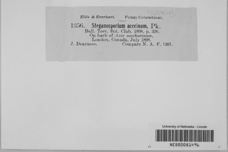 Steganosporium acerinum image