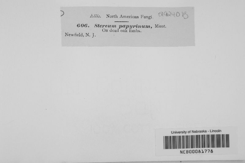 Lopharia papyrina image