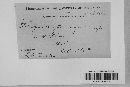 Aspergillus niger var. niger image